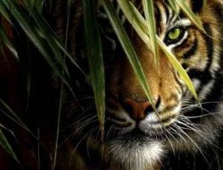KISAH TRAGIS PENCARI HARIMAU DI SUNGAI LANGKUP
