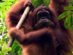 DUH! 361 SPESIES HEWAN INDONESIA TERANCAM PUNAH