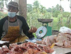 HARGA AYAM DAN TELUR DI TANJABTIM TURUN. SEGINI HARGANYA.