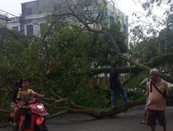 POHON TUMBANG, TUKANG SOL SEPATU HAMPIR JADI KORBAN