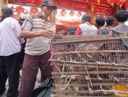 PEDAGANG BURUNG PIPIT RAUP RATUSAN RIBU RUPIAH DI IMLEK TAHUN INI