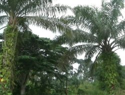 SAROLANGUN USULKAN PROGRAM REPLANTING UNTUK 2.500 Ha LAHAN