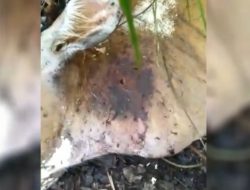 WASPADA! SERANGAN HARIMAU DI BATANGHARI MULAI MEMAKAN KORBAN