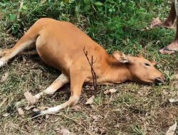 DITEMUKAN TERCABIK, SEEKOR SAPI MATI DITERKAM HARIMAU
