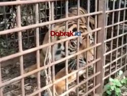 HARIMAU PEMANGSA WARGA AKHIRNYA TERKURUNG