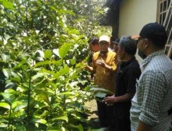 WABUP BAKHTIAR KUNJUNGI PENANGKARAN BIBIT BUAH-BUAHAN DI PURWOREJO