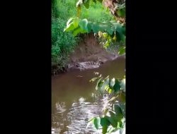 WARGA KEMINGKING DALAM RESAH DENGAN KEMUNCULAN BUAYA