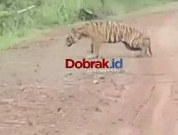 HARIMAU KELUAR  KE JALAN BATAS ANTAR PROVINSI