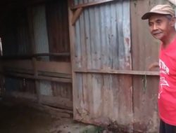 3 EKOR SAPI UNTUK KURBAN MILIK SAMIANTO DIGASAK MALING