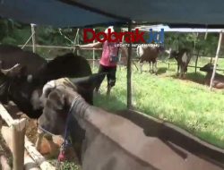 WADUHHH…108 SAPI TERSERANG PMK
