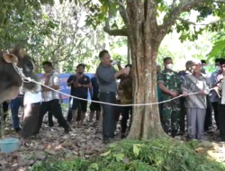 SAPI SEBERAT 1 TON MILIK JOKOWIDODO DISERAHKAN AL HARIS KE MUARO JAMBI