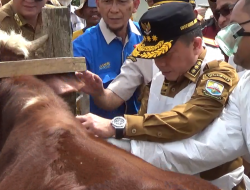 GUBERNUR JAMBI PANTAU PENCEGAHAN PMK DAN IKUT MEMVAKSINASI HEWAN