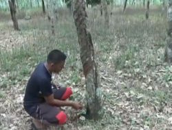 HARGA KARET ANJLOK HINGGA RP 7.000/KG