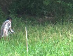 47 HEKTAR LAHAN PADI SAWAH DI BATANGHARI GAGAL PANEN