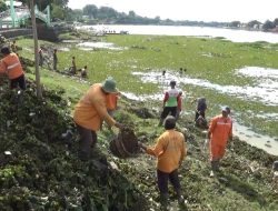 DALAM SEHARI 40 TON ECENG GONDOK DIANGKAT DARI DANAU SIPIN