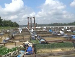 PULUHAN RIBU IKAN KERAMBA MILIK PETANI DESA ARO BATANGHARI MATI, INI PENYEBABNYA!