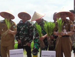 BUPATI BBS DAN WABUP JUN DAMPINGI  WAGUB SANI TANAM PADI SERENTAK