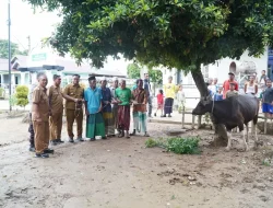 Ketua TP PKK Provinsi Jambi Salurkan Bantuan Hewan Kurban di Dua Kabupaten