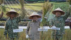 Al Haris Hadiri Panen Raya TNI Geragai, Perkuat Ketahanan Pangan Nasional